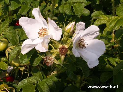 Rosa rugosa 'Alba' 0,75 - Klik op de afbeelding om het venster te sluiten